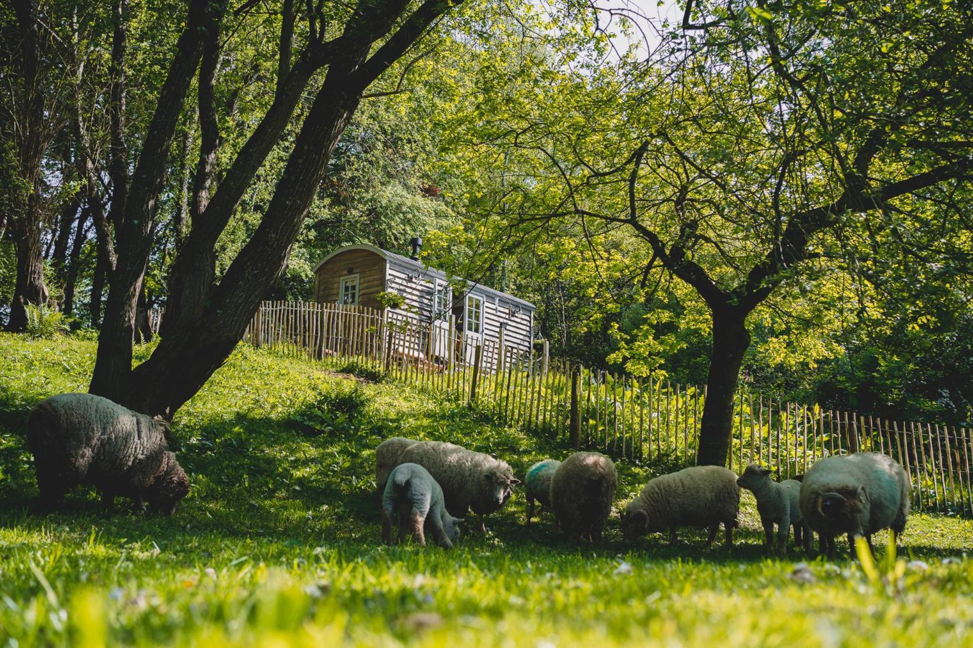 Somerset Shepherds Huts Winsham Exteriör bild